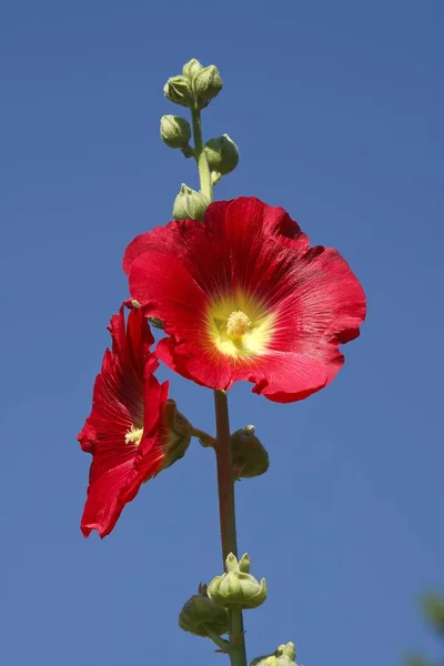 Hollyhock Vermelho Florido Alcea Rosea — Fotografia de Stock