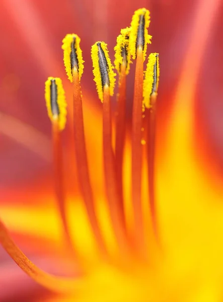 Denivka Oranžová Květina Zblízka Střílel Příkopu Denivka Hemerocallis Fulva — Stock fotografie