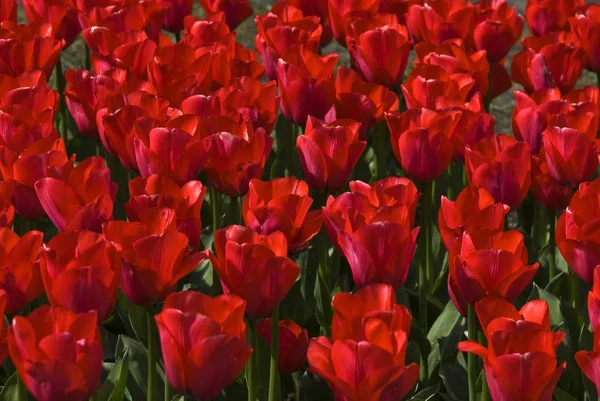 Campo de tulipas vermelhas, Keukenhof — Fotografia de Stock