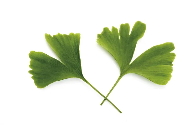 Ginkgo Biloba Blätter Isoliert Auf Weißem Hintergrund — Stockfoto