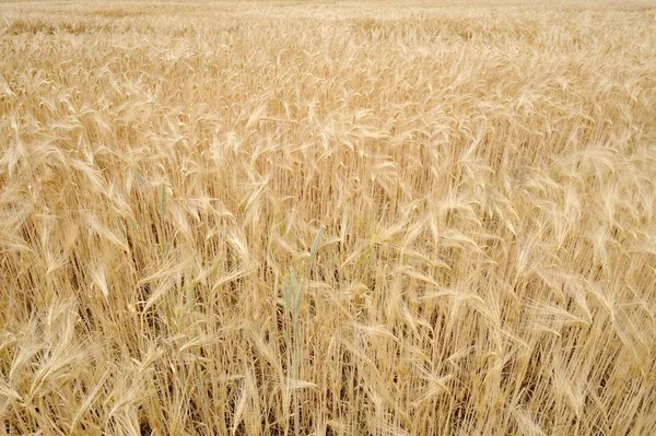 Gula landsbygden korn fältet — Stockfoto