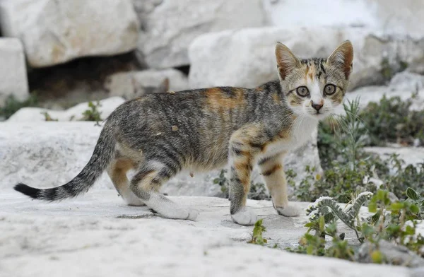 かわいい小さな子猫猫歩きとカメラ目線 — ストック写真