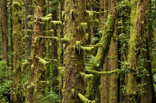 Árboles Cubiertos Líquenes Bosque — Foto de Stock