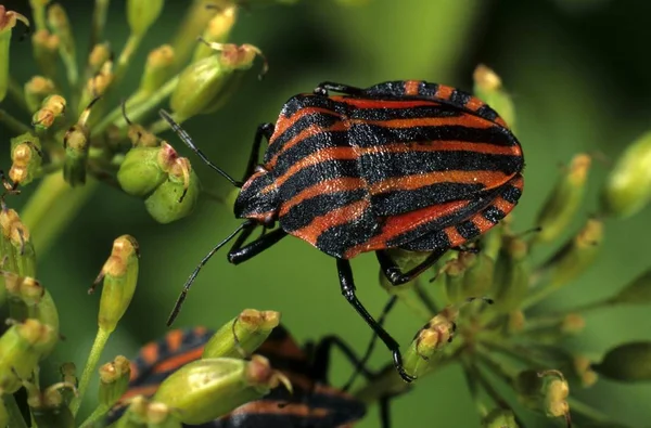 Close Striped Shield Bug Graphosoma Lineatum — Stock Photo, Image