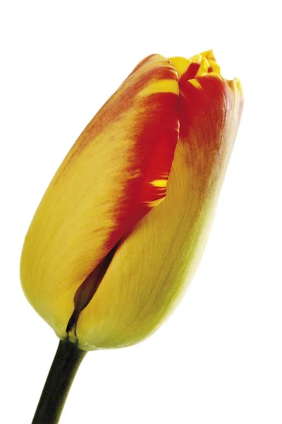 Satu Bunga Tulip Tunggal Orage Merah Kuning Tulipa Terisolasi Atas — Stok Foto