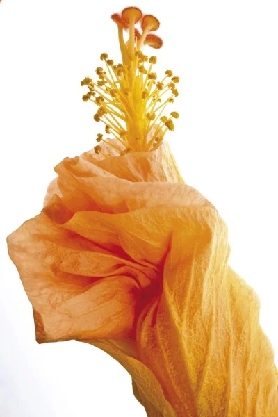 Красива Жовта Квітка Гібіскуса — стокове фото