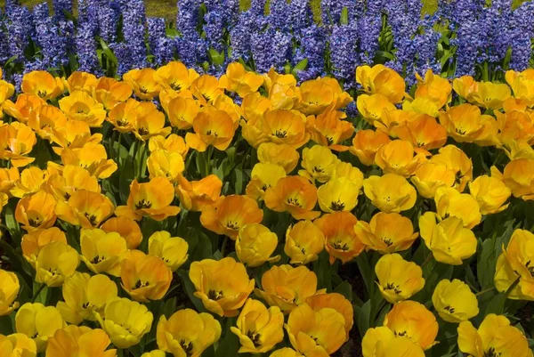 Campo de tulipas amarelas — Fotografia de Stock