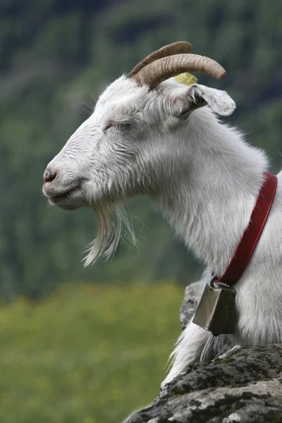 Geit Capra Portret Buitenshuis — Stockfoto