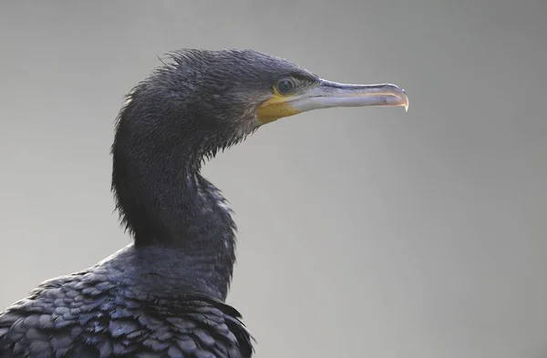 Storskarv Phalacrocorax Carbo Fågel — Stockfoto