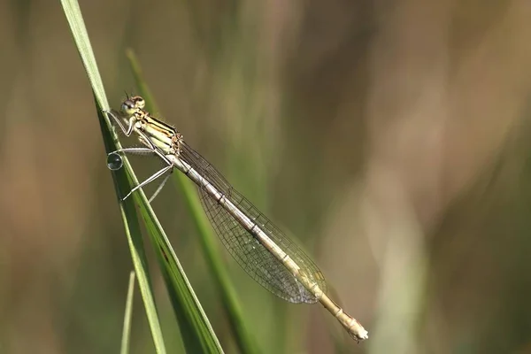 Platycnemis Pennipes 蜻蜓虫 — 图库照片