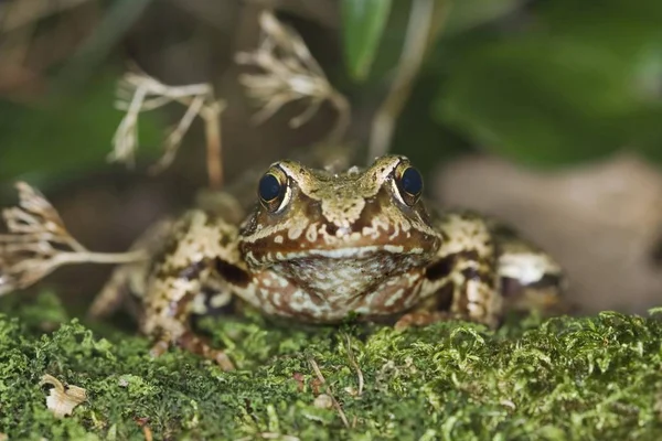 Agile Frog Rana Dalmatina — Stock Photo, Image