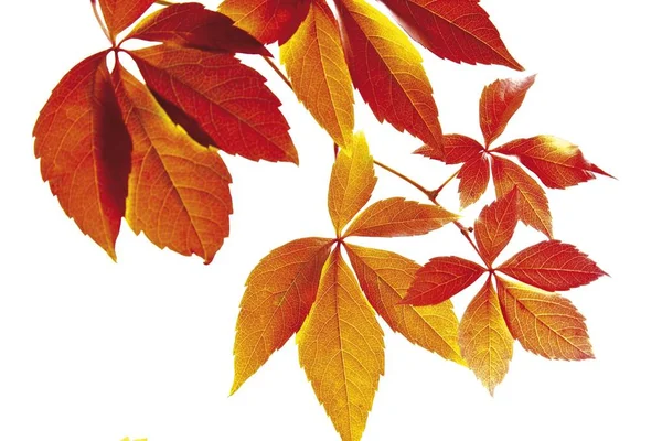 Feuilles Vigne Sauvage Parthenocissus Spec Dans Les Couleurs Automne Rouge — Photo