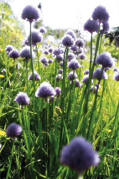 Blühender Schnittlauch Allium Schoenoprasum Wächst Garten — Stockfoto