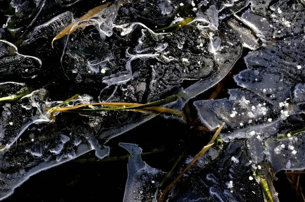 Formación Hielo Con Hierba Congelada —  Fotos de Stock