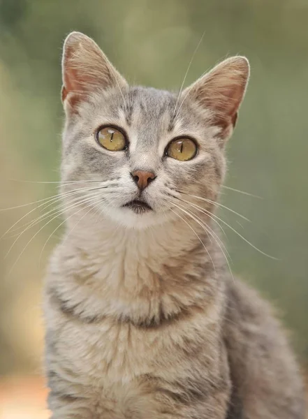 Retrato Gato Cinza Jovem — Fotografia de Stock