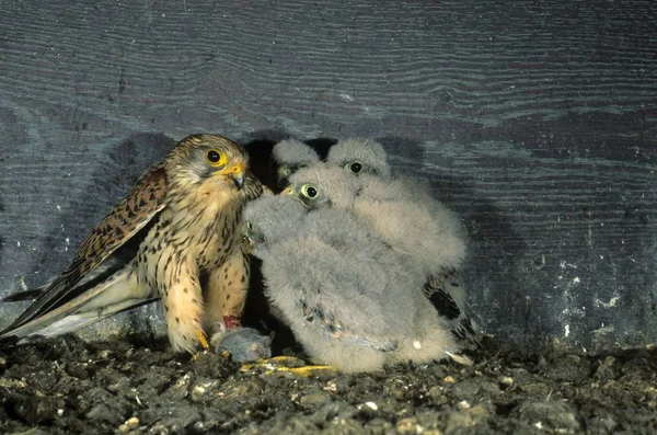 Turmfalke Falco Tinnunculus Erwachsene Fütterung Seines Nachwuchses Einem Nistkasten — Stockfoto