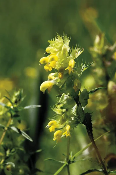 更大的黄色拨浪鼓 Rhinanthus Angustifolius — 图库照片