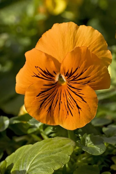 Floração Jardim Pansy Viola Wittrockiana Híbrido Flor — Fotografia de Stock