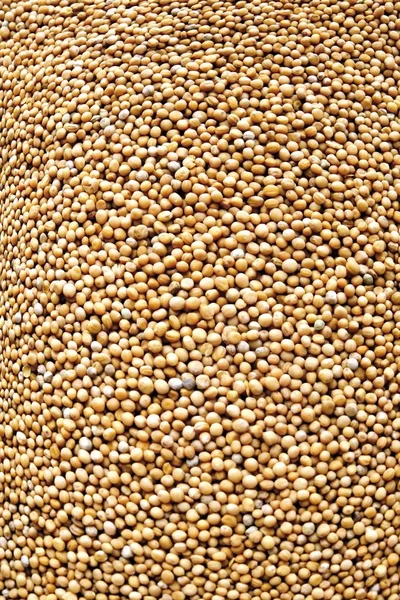 Mustard Seeds Image Filling — Stock Photo, Image