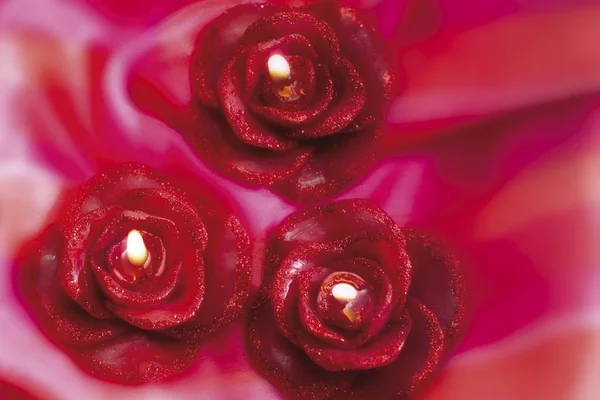 Троянди фасонні Свічка — стокове фото