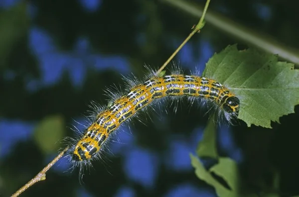 Buff Ipucu Caterpillar Phalera Bucephala Besleme Yakın Çekim — Stok fotoğraf