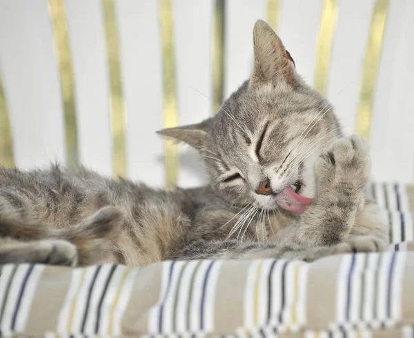 若い灰色の猫ユッケ — ストック写真