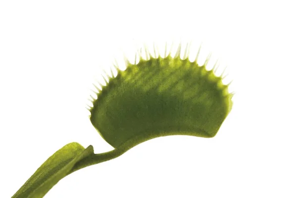 Flytrap Vénus Dionaea Muscipula Isolé Sur Blanc — Photo