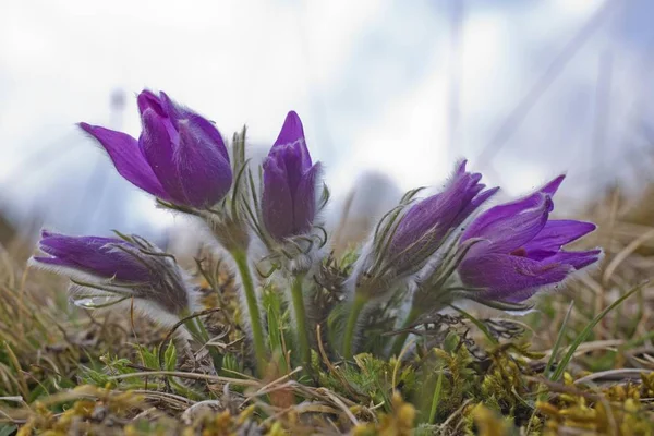 Pasqueblume Oder Dänenblut Pulsatilla Vulgaris Blüten — Stockfoto