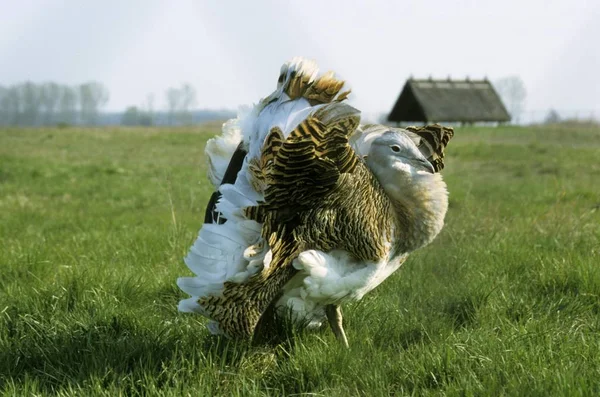 Grote Trap Otis Tarda Mannelijke Tijdens Paartijd Bij Bescherming Fok — Stockfoto