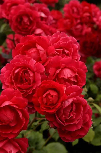 赤いバラ Rosa — ストック写真
