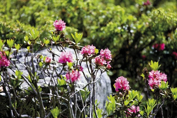 Rosa Alpina Pelosa Rhododendron Hirsutum Valle Del Kaunertal Tirolo Austria — Foto Stock
