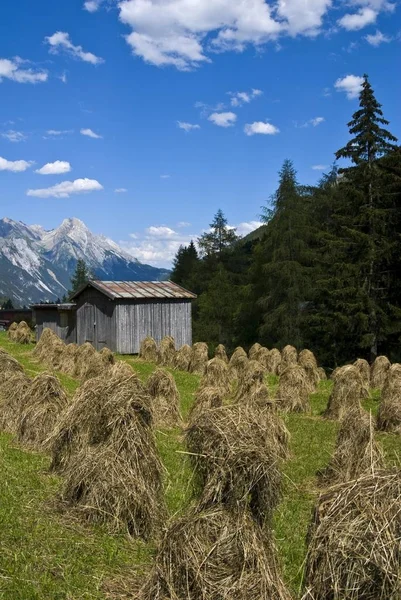 Drying hay and hay barn, Mt. Freispitze at back, near Pettnau am Arlberg, Tyrol, Austria, Europe