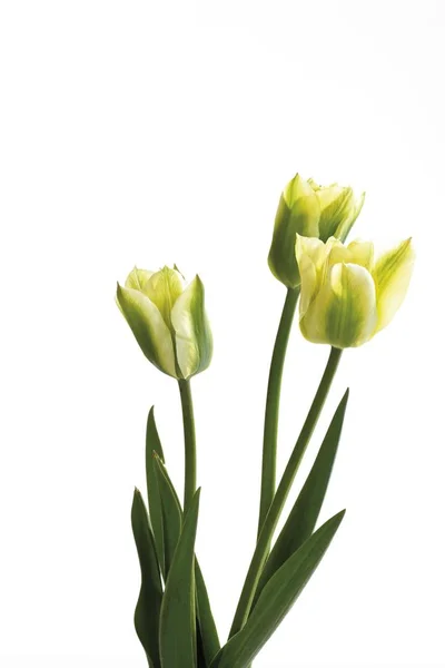 Grün Gelbe Tulpen Auf Weißem Hintergrund — Stockfoto