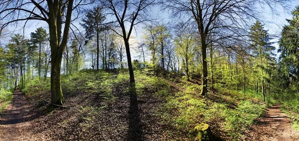 Blick Auf Einen Hellen Mischwald Frühling — Stockfoto