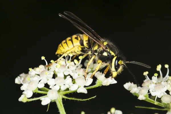 ヨーロッパのスズメバチ シダクロスズメバチ チャバネゴキブリ蜂 — ストック写真