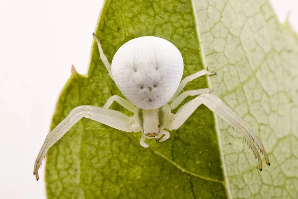 Bílá Spider Krab Žlutou Misumena Vatia — Stock fotografie