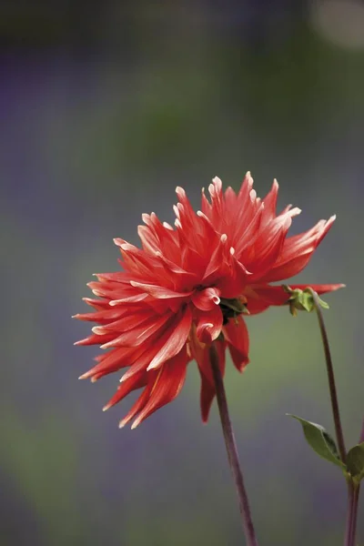 Cactus Dahlia Flower Red Volcano — Stock Photo, Image