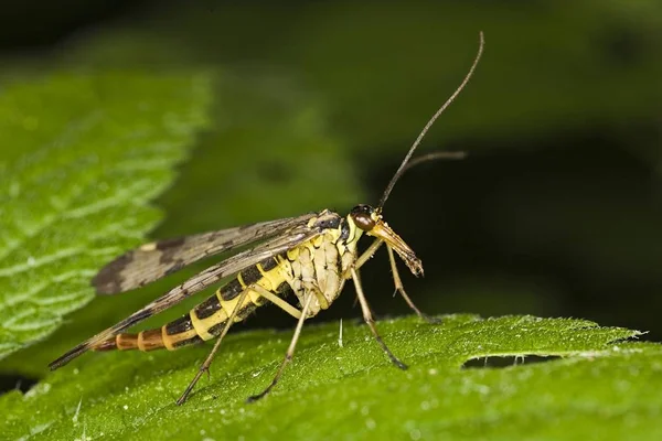 一般的な Scorpionfly 配偶わります 男性のクローズ アップ — ストック写真