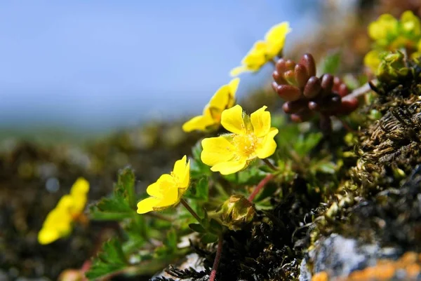 Jaskier Ranunculus Montanus Rosnące Zboczu Góry — Zdjęcie stockowe