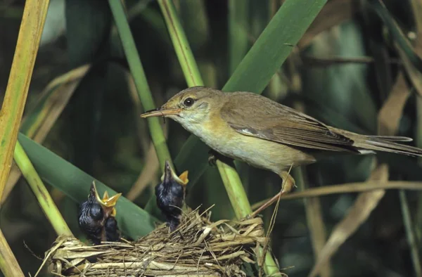 유라시아 Acrocephalus Scirpaceus 둥지에서 — 스톡 사진