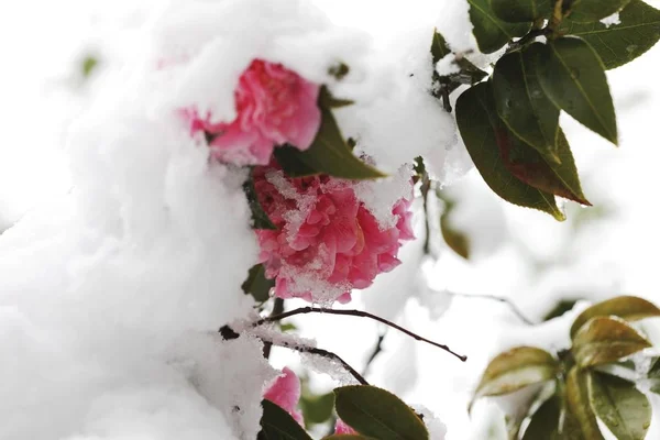 Karla Kaplı Kamelya Çiçekler — Stok fotoğraf