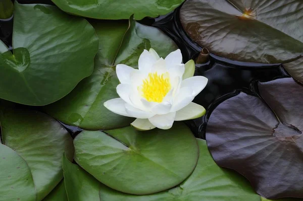 Flor Ninfa Ninfa Nenúfar Flor Estanque — Foto de Stock