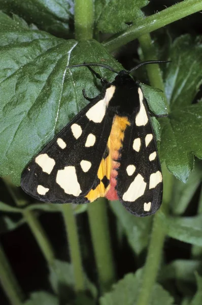 Nahaufnahme Von Sahnefleck Tiger Arctia Villica — Stockfoto