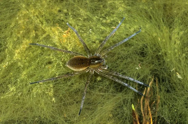 Świetne Bagnik Przybrzeżny Dolomedes Plantarius Powierzchni Stawu Wypełnione Zmierzwione Glonów — Zdjęcie stockowe