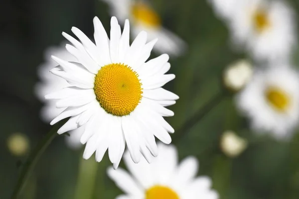 Camomile Daisy Blommor Växt Fältet — Stockfoto