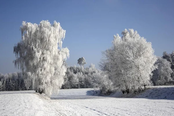 Geada paisagem de inverno com árvores — Fotografia de Stock