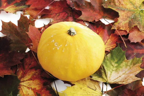 Yellow squash laying on autumn leaves