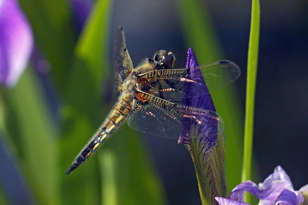 Чотири Плямистий Скімер Four Spotted Chaser Libellula Чотириплямиста Синій Ірису — стокове фото