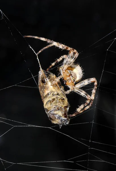 Aranha Jardim Europeu Araneus Diadematus Encerrando Abelha Mel Capturado Apis — Fotografia de Stock