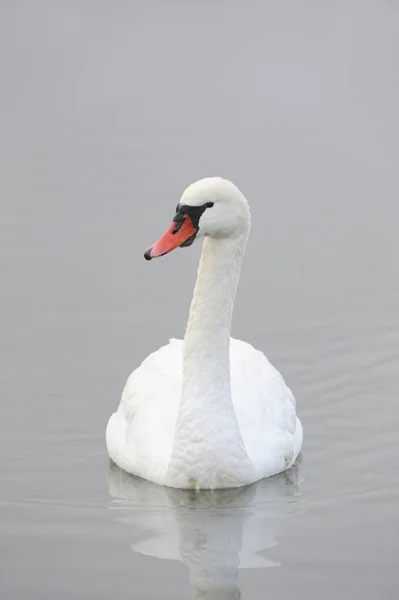 Bellissimo uccello cigno muto — Foto Stock